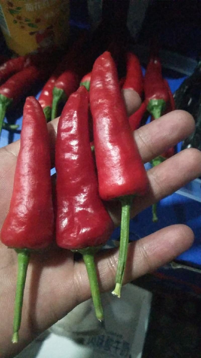 大量，草莓椒，福建辣椒王，高辣918艳红，天问