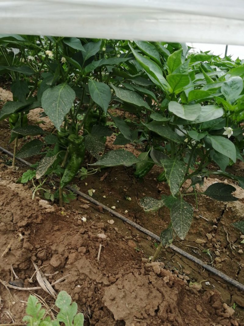 二炮菜辣椒以大量上市，欢迎选购！