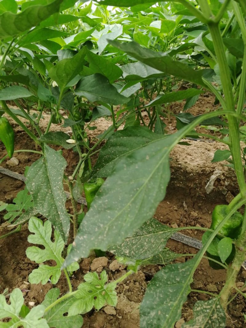 二炮菜辣椒以大量上市，欢迎选购！