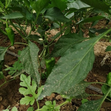 二炮菜辣椒以大量上市，欢迎选购！