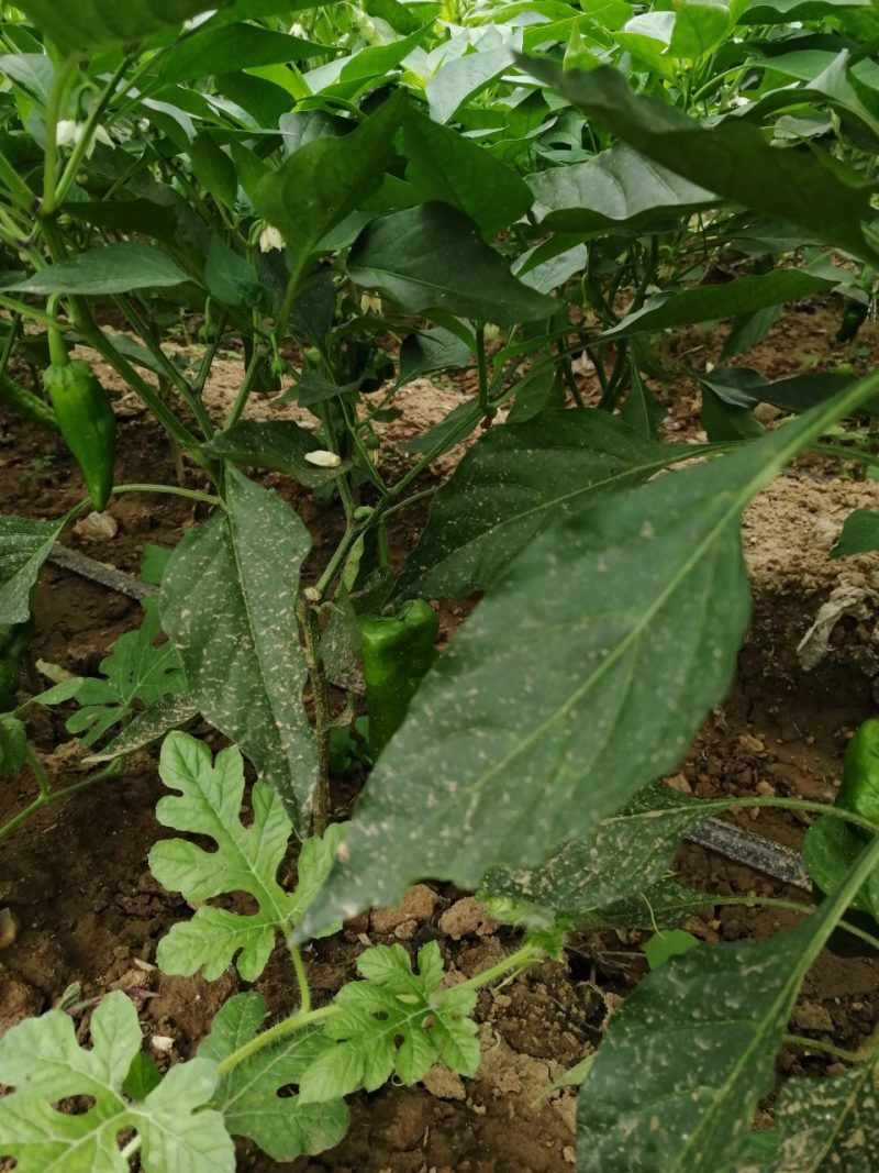 二炮菜辣椒以大量上市，欢迎选购！