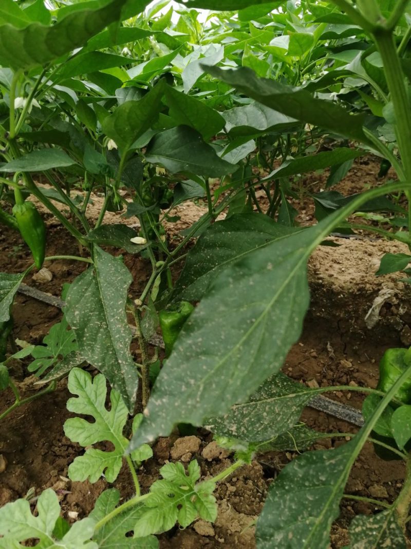 二炮菜辣椒以大量上市，欢迎选购！