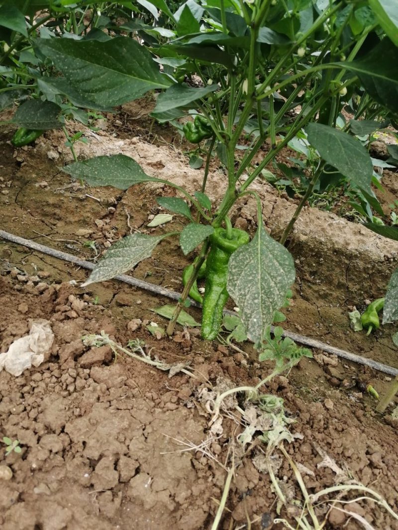 二炮菜辣椒以大量上市，欢迎选购！