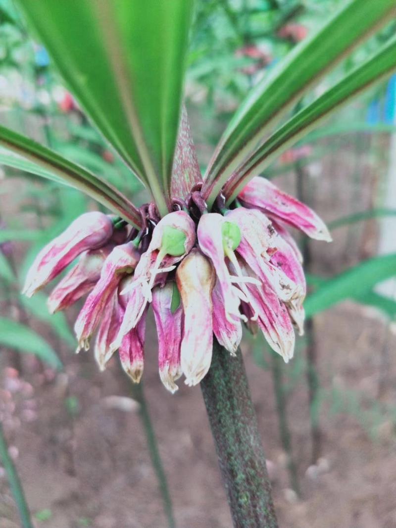 红花滇黄精籽育苗，基地直供一手货源