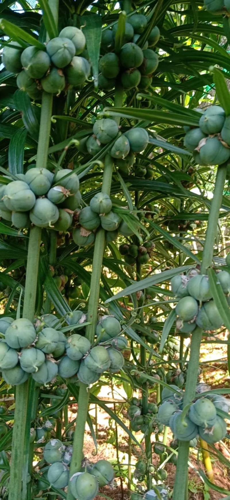 红花滇黄精籽育苗，基地直供一手货源