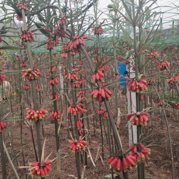 红花滇黄精籽育苗，基地直供一手货源