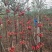 红花滇黄精籽育苗，基地直供一手货源