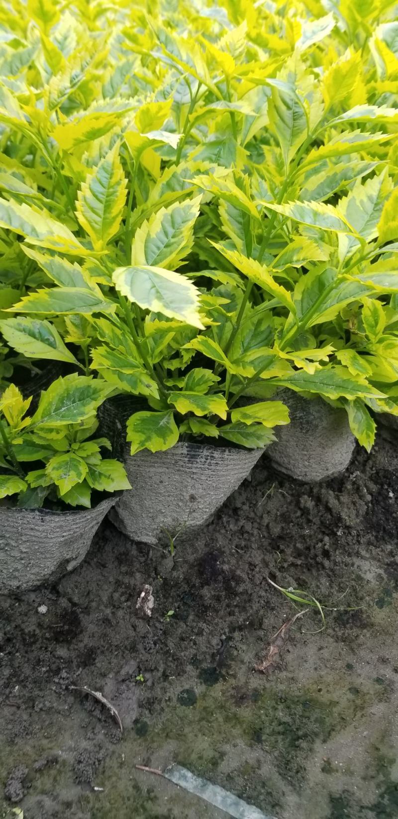 金叶连翘金叶假连翘花叶假连翘16杯连翘