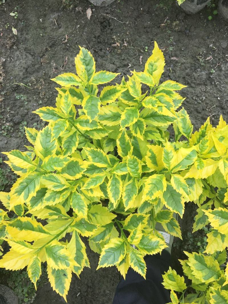 金叶连翘金叶假连翘花叶假连翘16杯连翘