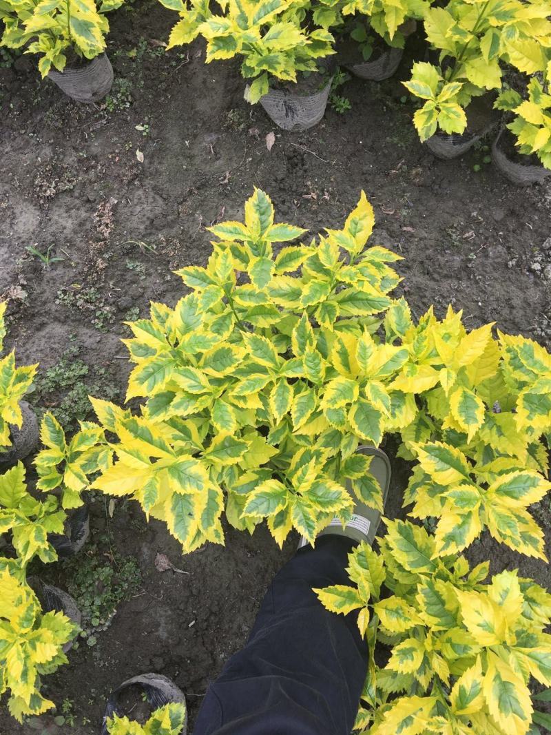 金叶连翘金叶假连翘花叶假连翘16杯连翘