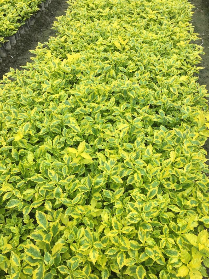 金叶连翘金叶假连翘花叶假连翘16杯连翘