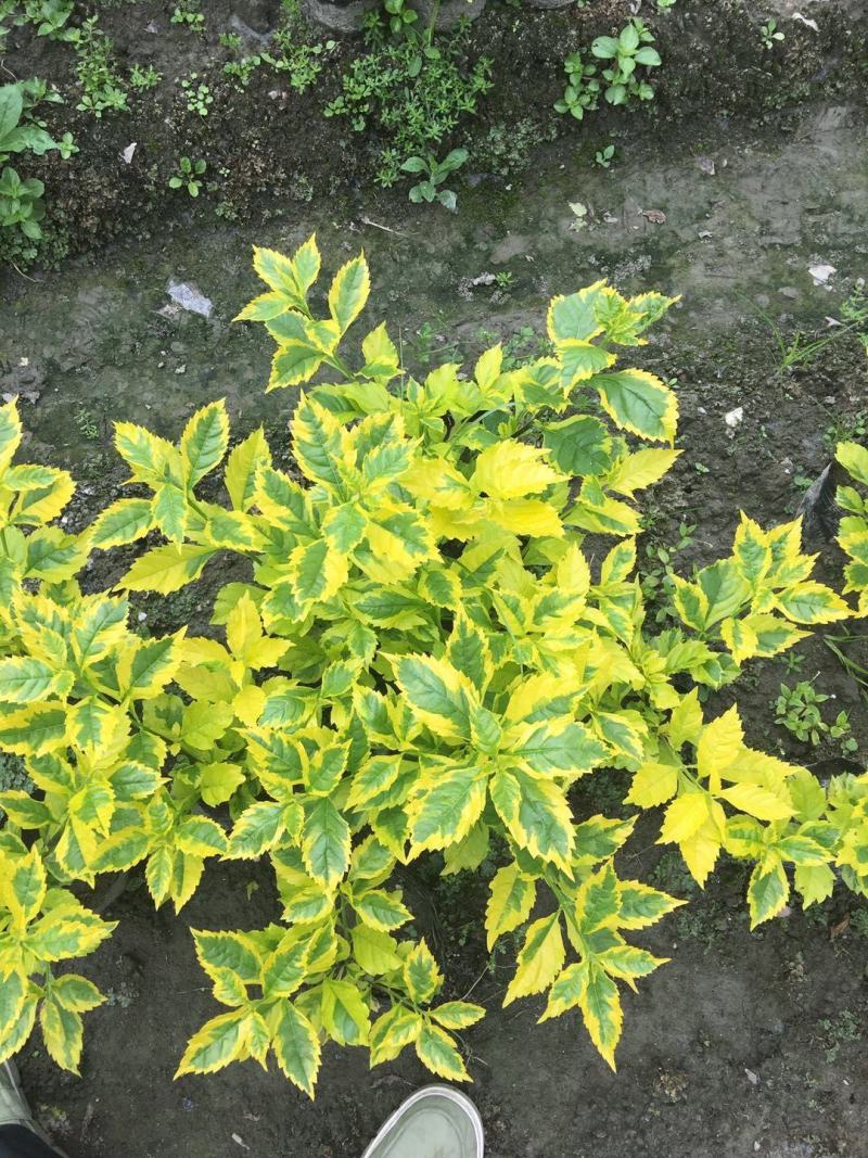 金叶连翘金叶假连翘花叶假连翘16杯连翘