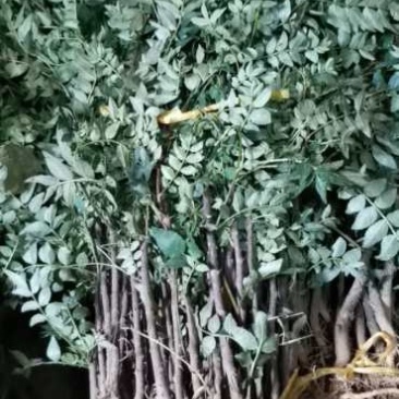 大量出售花椒苗，大红袍花椒苗，价格低，质量好