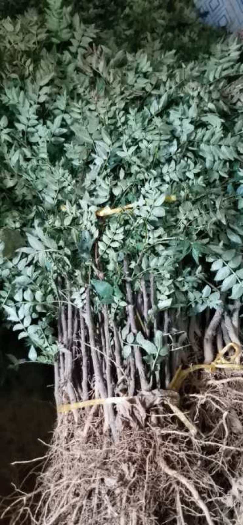 大量出售花椒苗，大红袍花椒苗，价格低，质量好