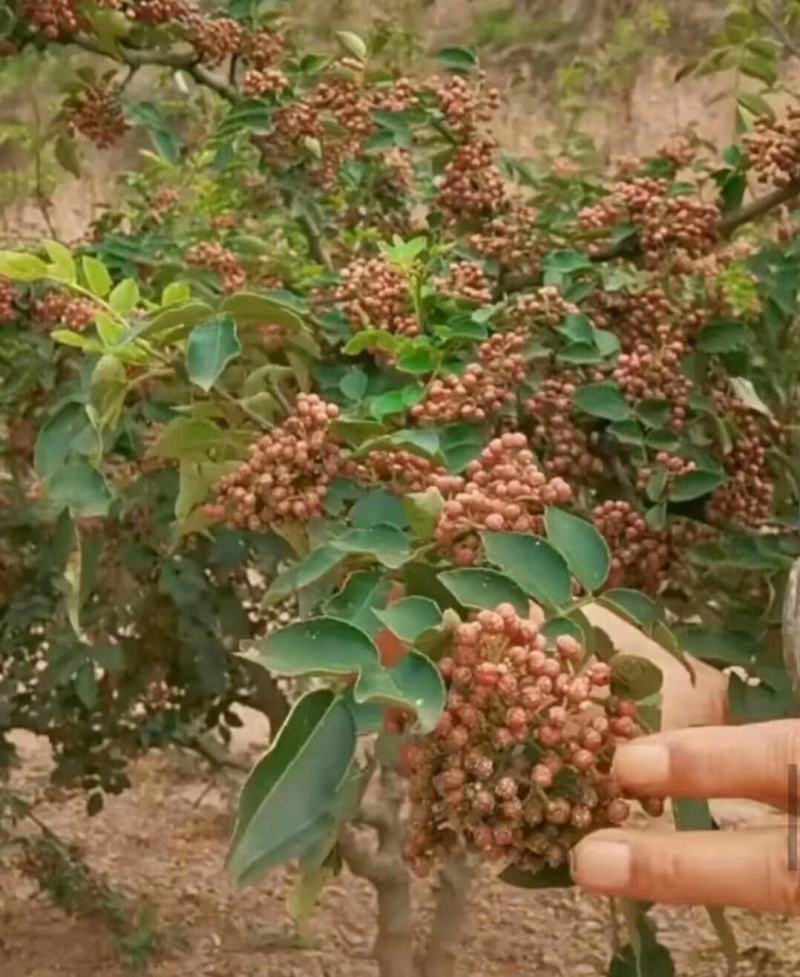 大量出售花椒苗，大红袍花椒苗，价格低，质量好