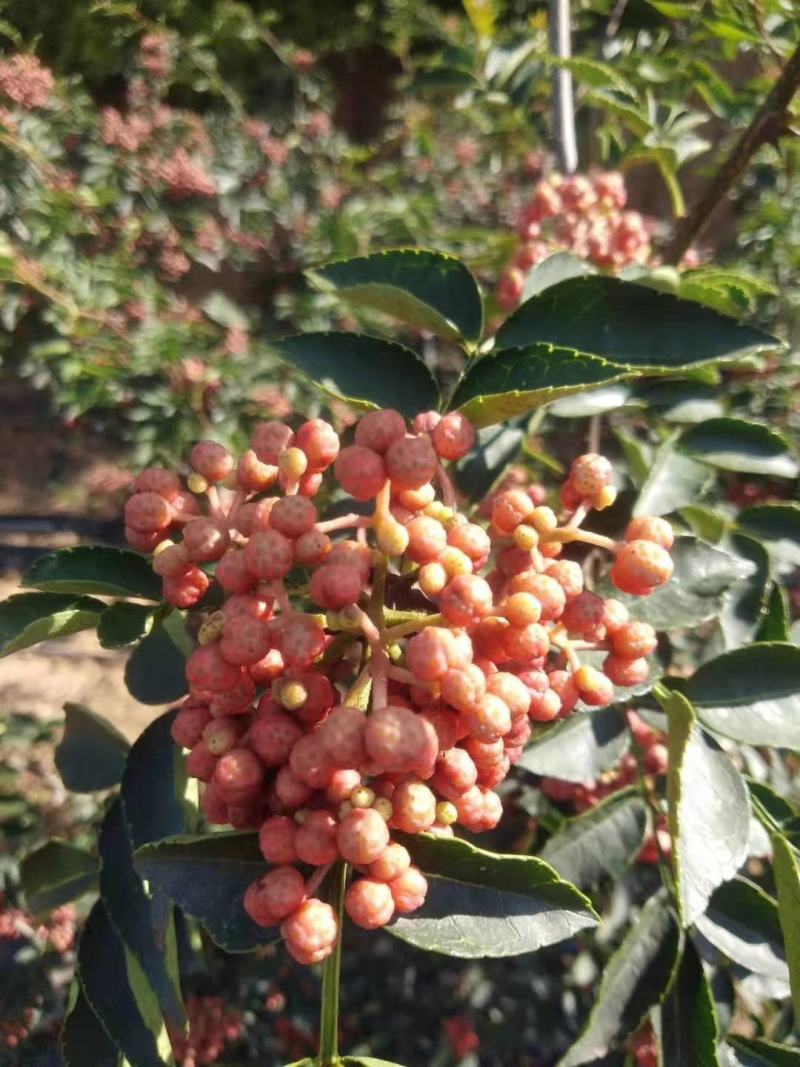大量出售花椒苗，大红袍花椒苗，价格低，质量好