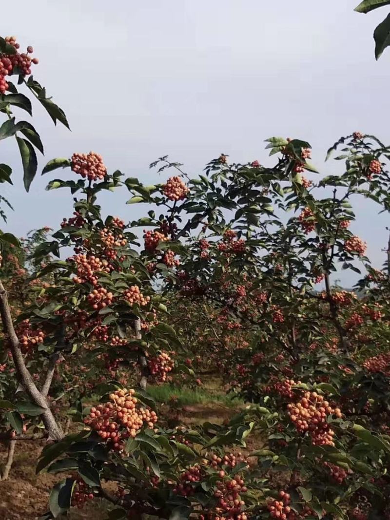 大量出售花椒苗，大红袍花椒苗，价格低，质量好