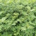 大量出售花椒苗，大红袍花椒苗，价格低，质量好