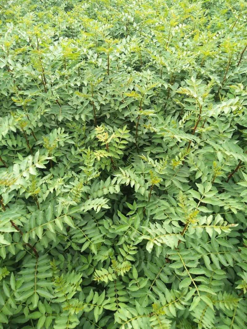 大量出售花椒苗，大红袍花椒苗，价格低，质量好