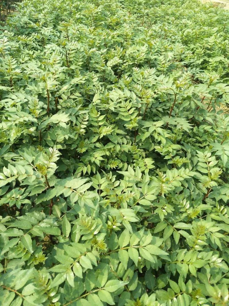 大量出售花椒苗，大红袍花椒苗，价格低，质量好