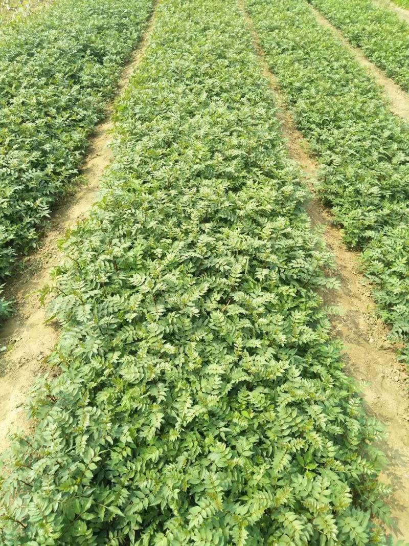 大量出售花椒苗，大红袍花椒苗，价格低，质量好