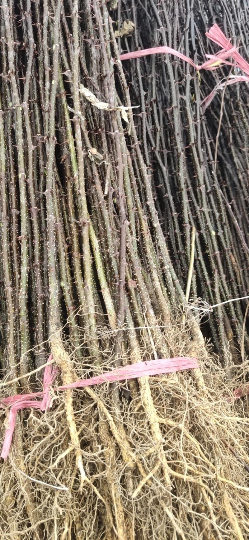 大量出售花椒苗，大红袍花椒苗，价格低，质量好