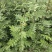 大量出售花椒苗，大红袍花椒苗，价格低，质量好