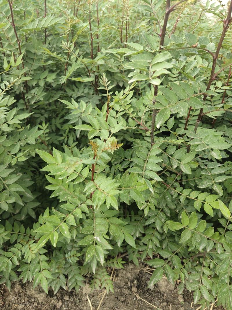 大量出售花椒苗，大红袍花椒苗，价格低，质量好