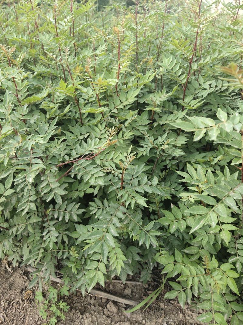 大量出售花椒苗，大红袍花椒苗，价格低，质量好