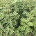 大量出售花椒苗，大红袍花椒苗，价格低，质量好
