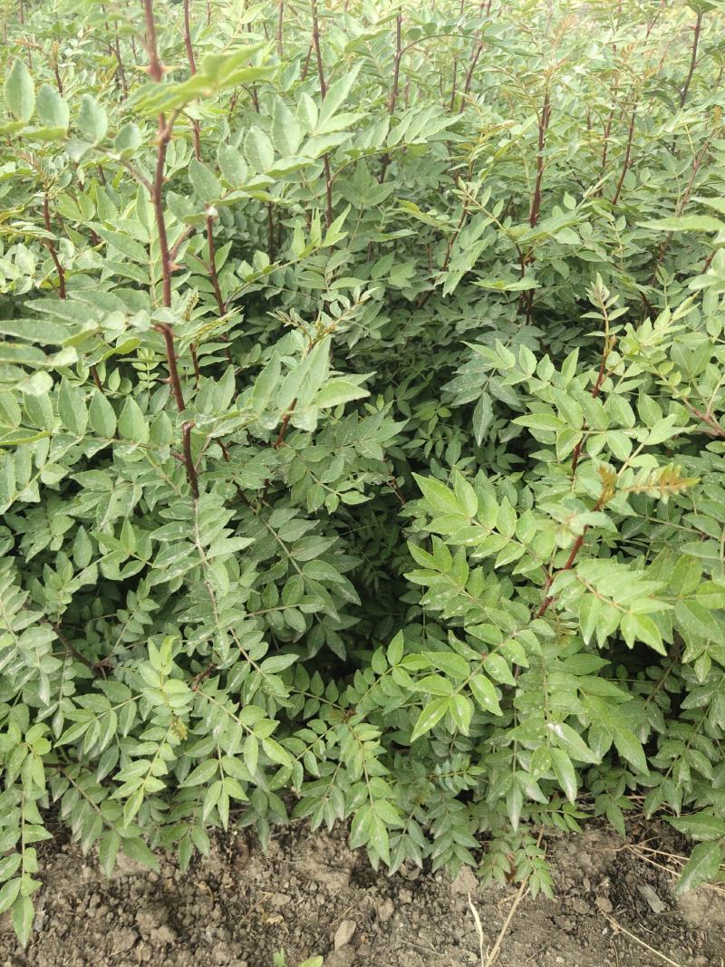 大量出售花椒苗，大红袍花椒苗，价格低，质量好