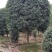 桂花10_12公分8-10公分桂花四川桂花基地