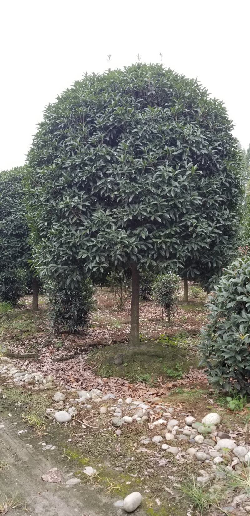 桂花10_12公分8-10公分桂花四川桂花基地