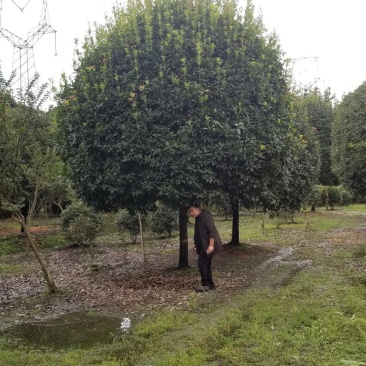 桂花10_12公分8-10公分桂花四川桂花基地