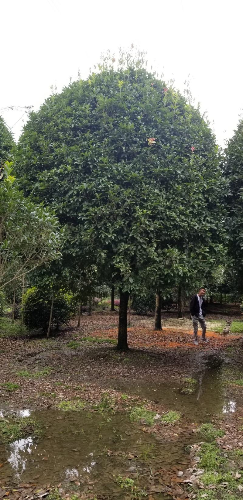 桂花10_12公分8-10公分桂花四川桂花基地