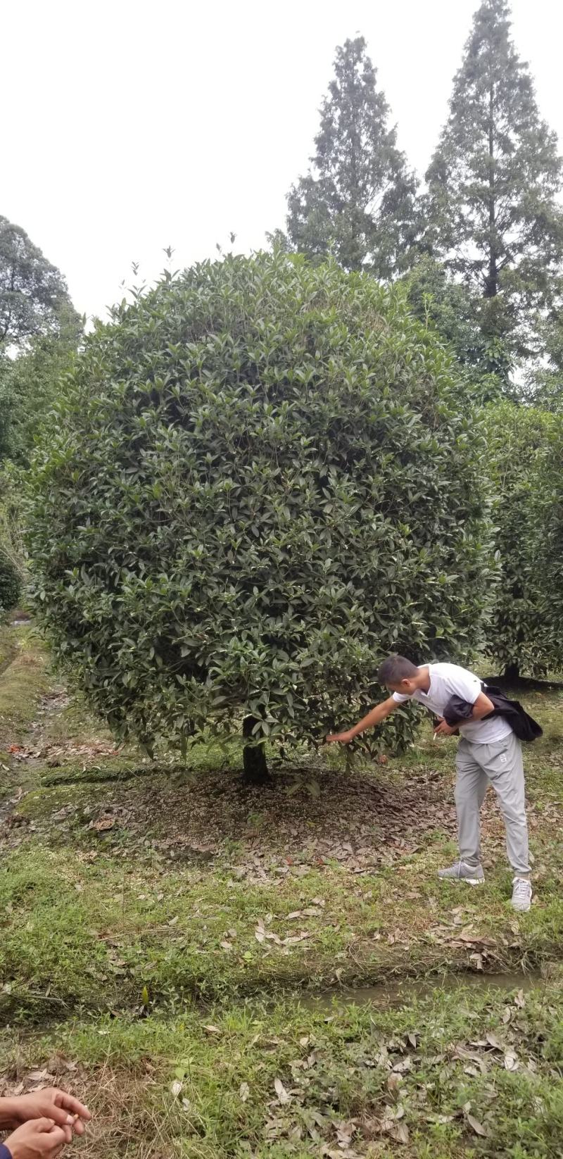 桂花10_12公分8-10公分桂花四川桂花基地