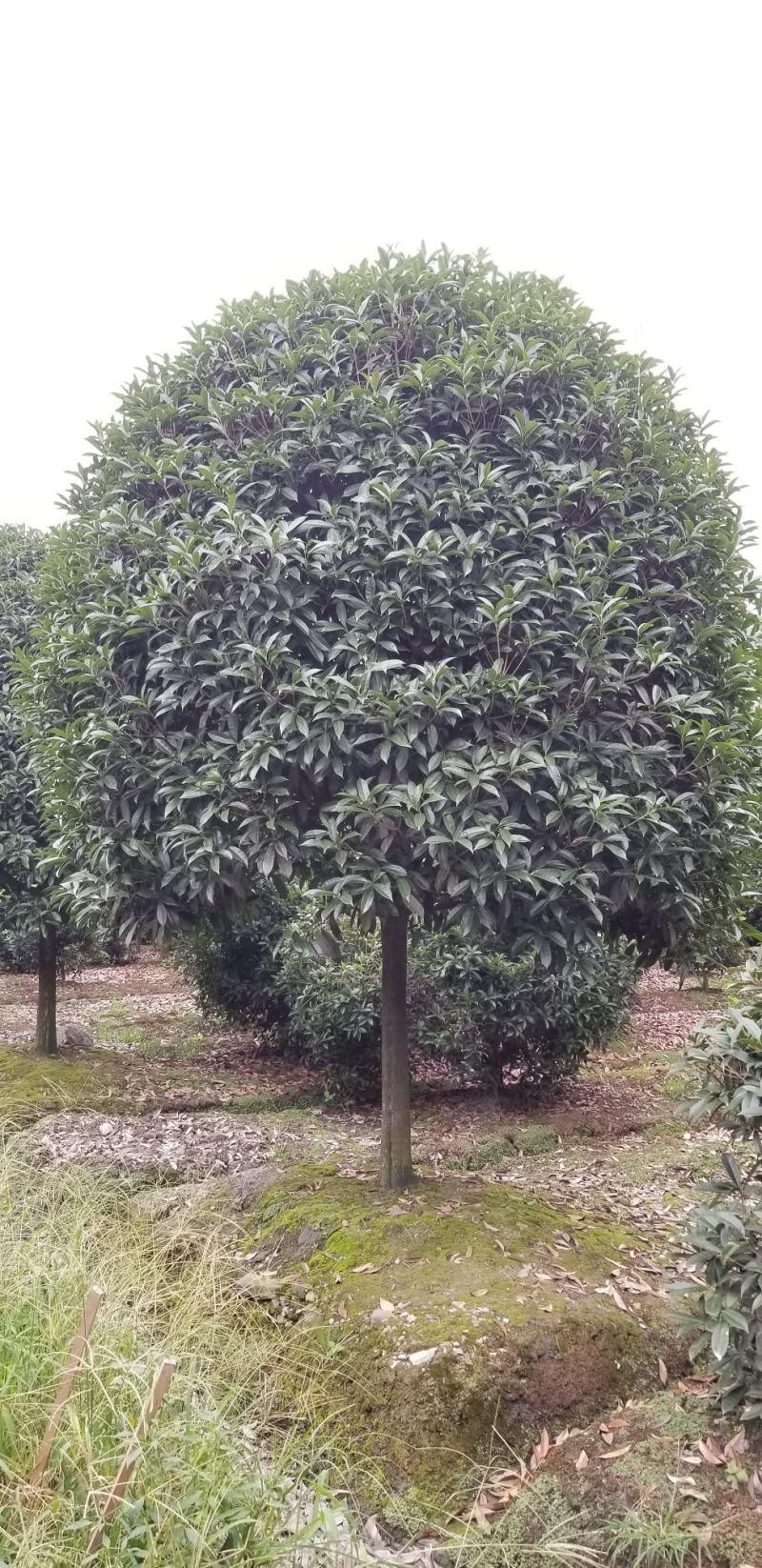 桂花10_12公分8-10公分桂花四川桂花基地