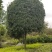桂花10_12公分8-10公分桂花四川桂花基地