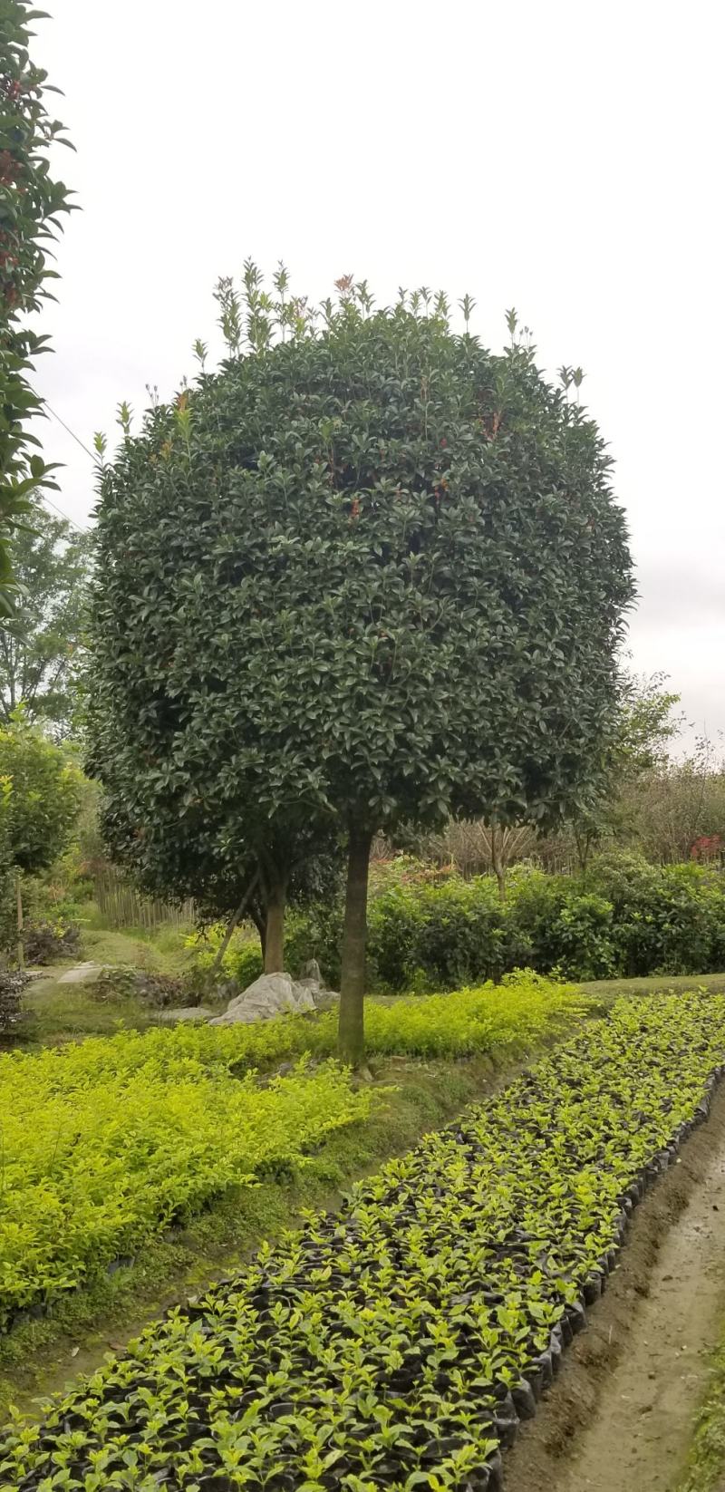 桂花10_12公分8-10公分桂花四川桂花基地