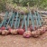 8_10公分樱花10_12公分樱花成都樱花基地