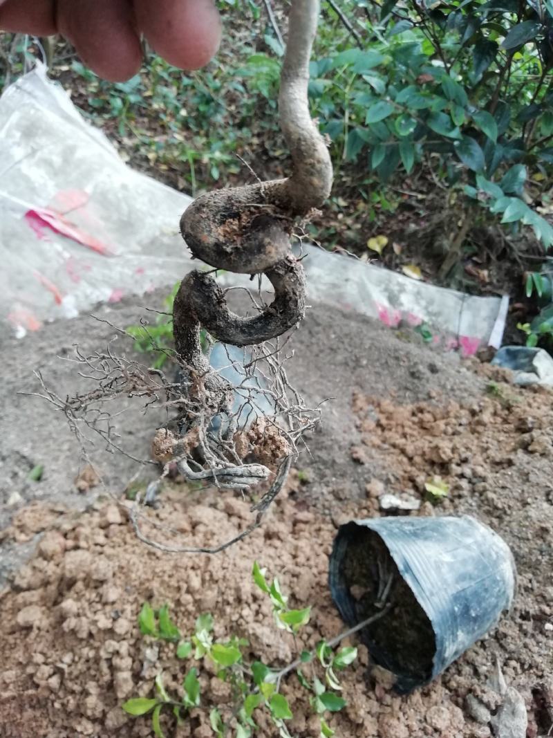 贴梗海棠，海棠花，铁脚海棠，种植户基地直销