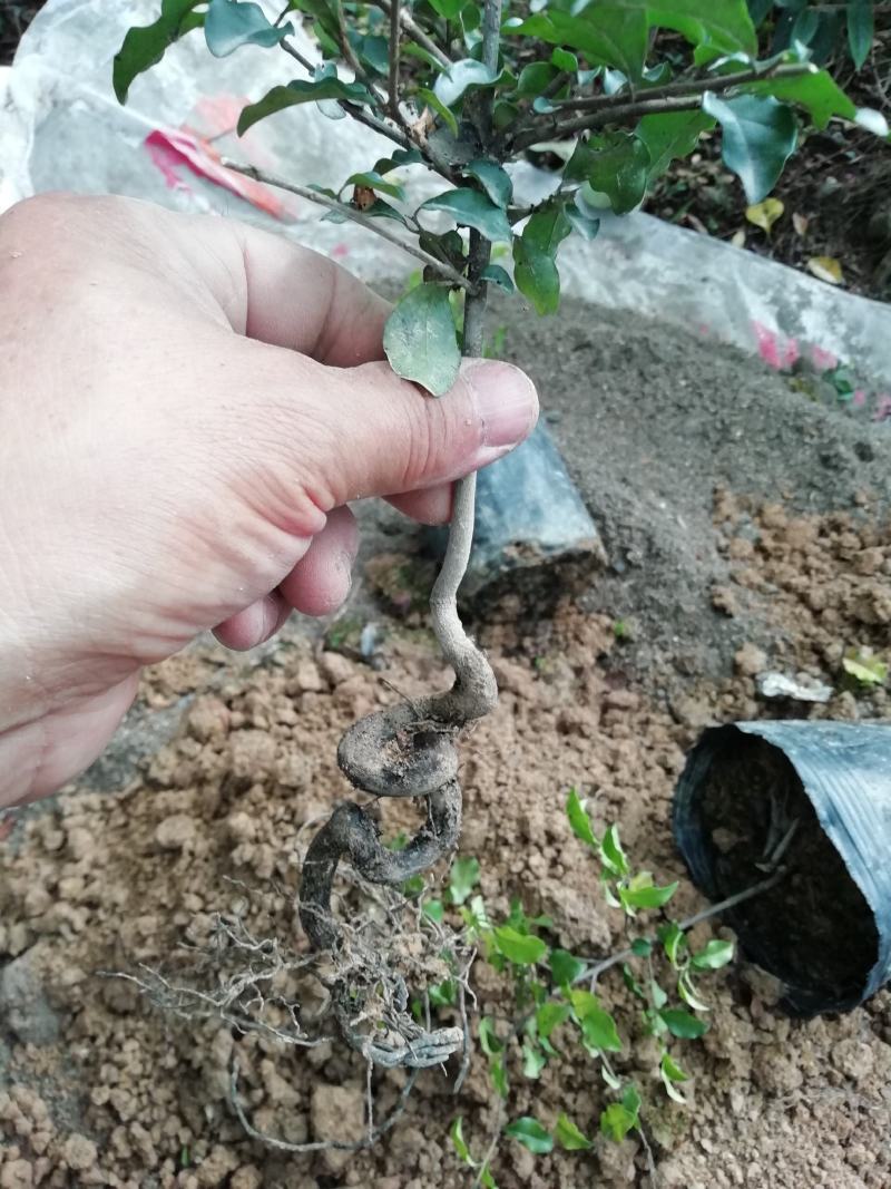 贴梗海棠，海棠花，铁脚海棠，种植户基地直销