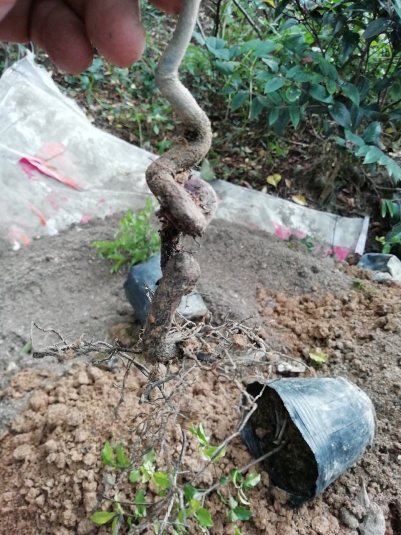 贴梗海棠，海棠花，铁脚海棠，种植户基地直销
