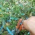 贴梗海棠，海棠花，铁脚海棠，种植户基地直销