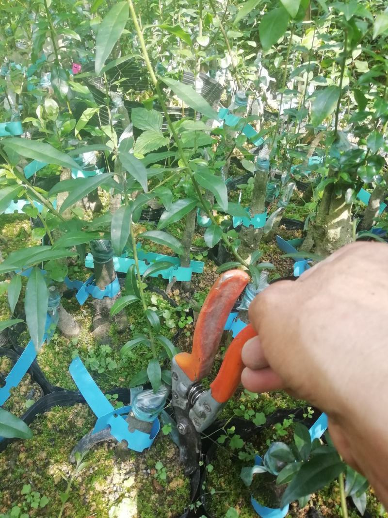 贴梗海棠，海棠花，铁脚海棠，种植户基地直销