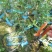 贴梗海棠，海棠花，铁脚海棠，种植户基地直销