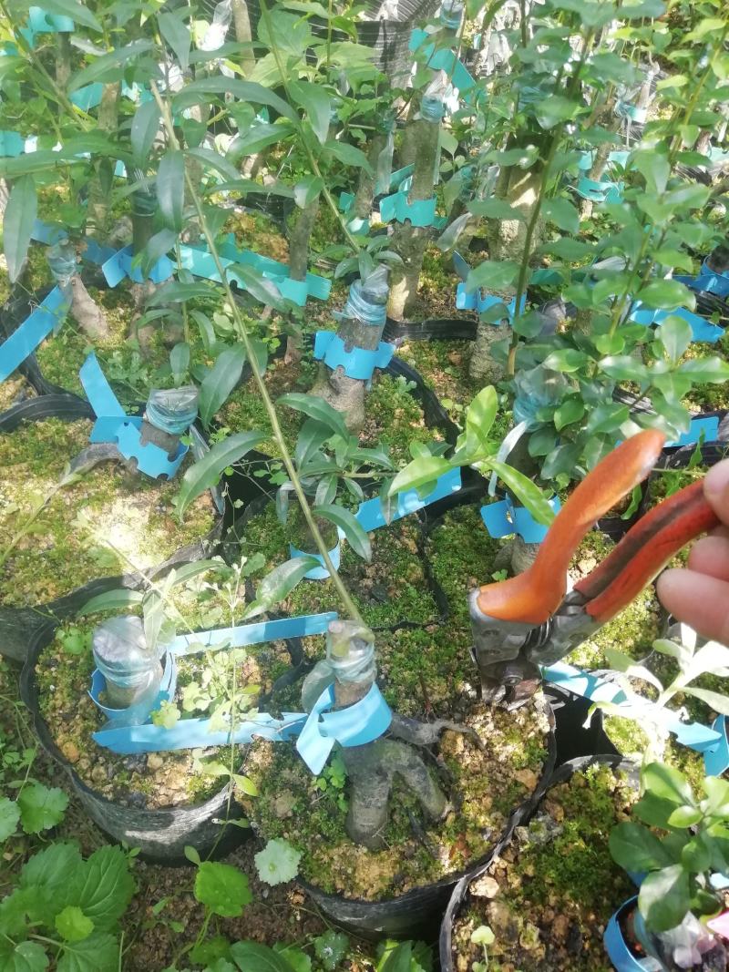 贴梗海棠，海棠花，铁脚海棠，种植户基地直销