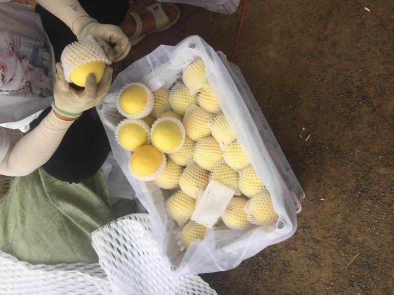 刚开始40万斤油桃黄菊油中油8黄吉油