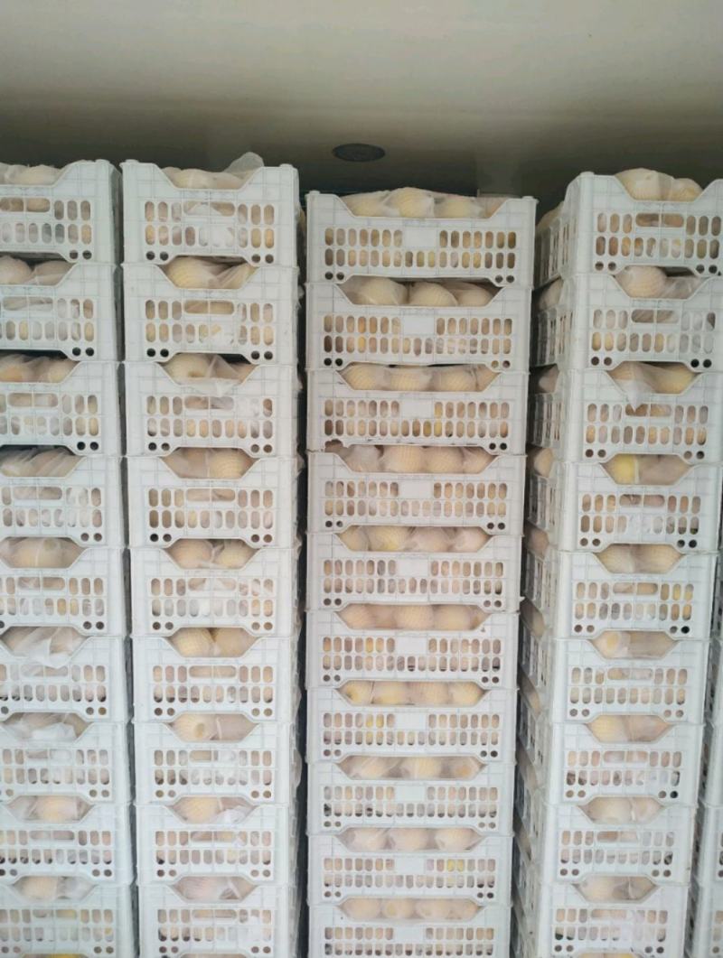 刚开始40万斤油桃黄菊油中油8黄吉油