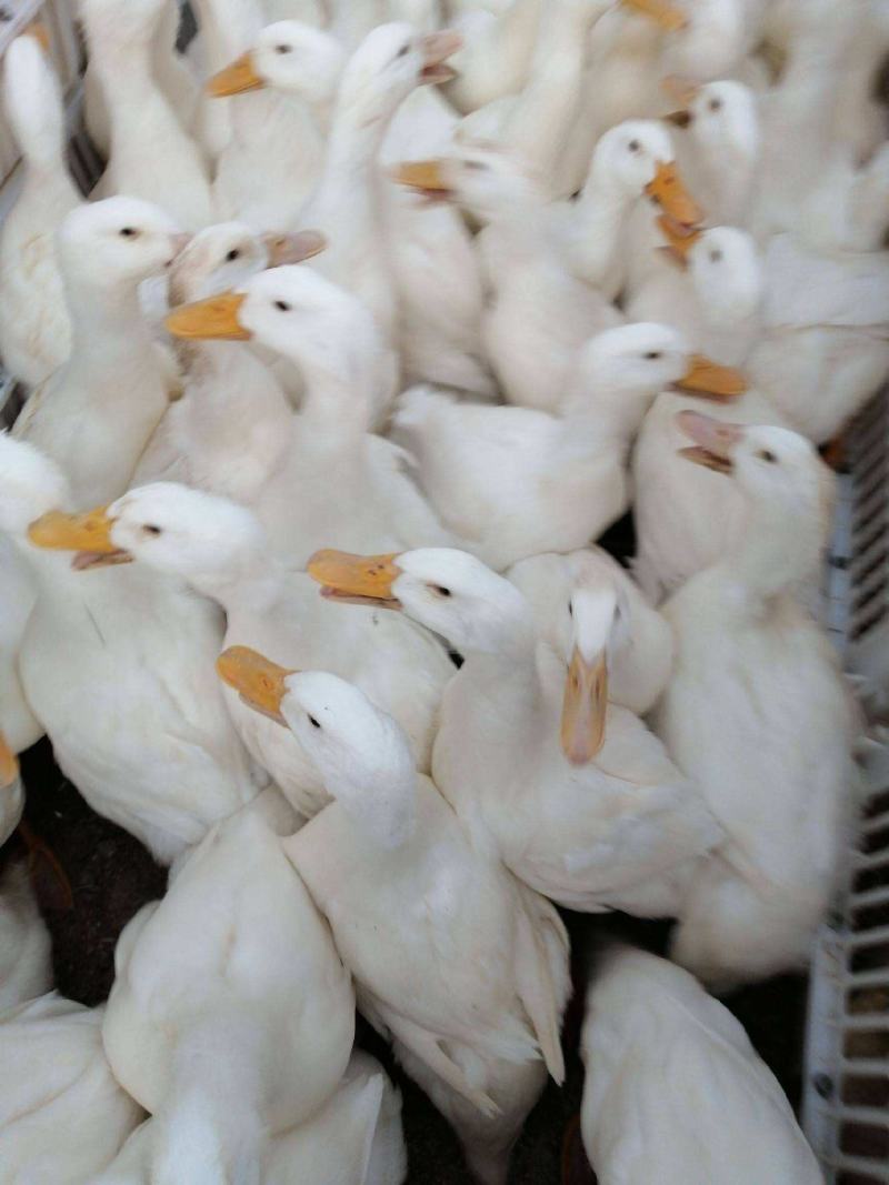 【正宗桂柳白鸭苗、肉鸭苗】质量保证，包疫苗包运输包成活